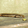 spotted skink