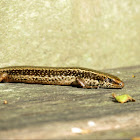 spotted skink