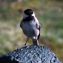 Black-capped chickadee
