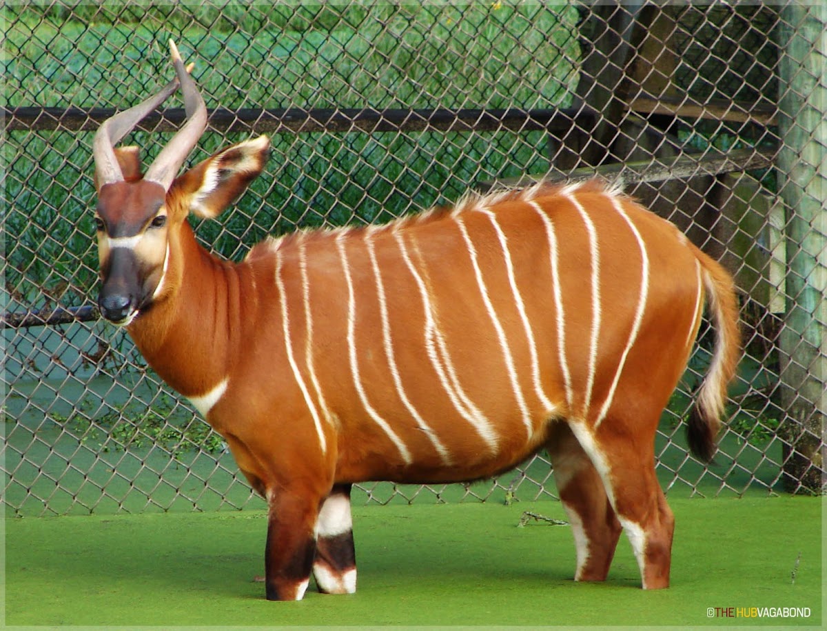 Bongo antelope Project Noah