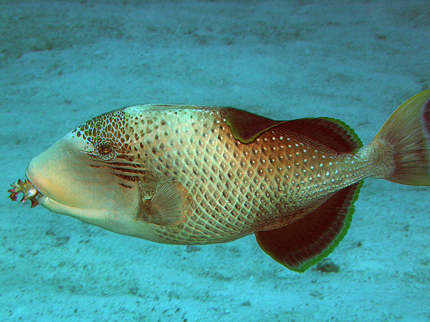 Yellow margin triggerfish