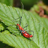 Milkweed Assassin Bug