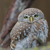 Pearl-spotted Owlet
