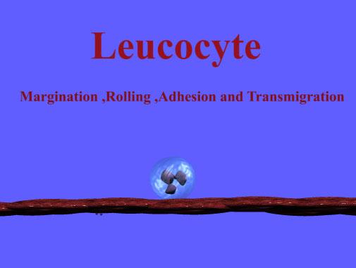 Leucocyte rolling Simulation