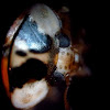 Under A Microscope: Multi-colored Asian Lady Beetle
