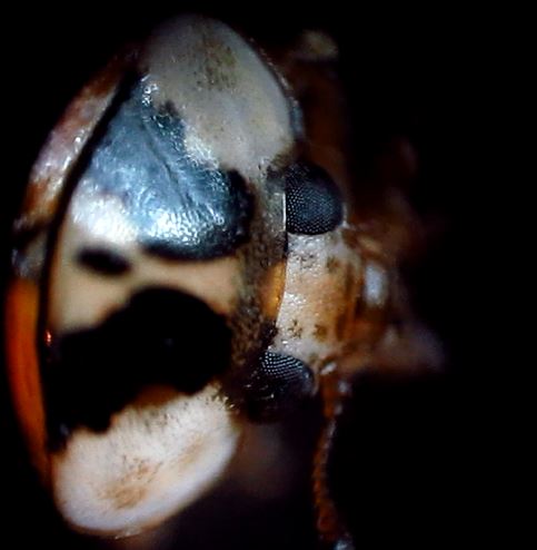 Under A Microscope: Multi-colored Asian Lady Beetle