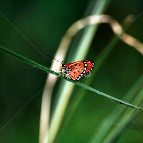 by Monoj Das - Animals Insects & Spiders