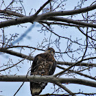 Juvenile Bald Eagle