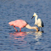 Roseate Spoonbill