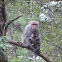 Formosan Rock Macaque