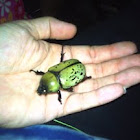 Eastern Hercules Beetle - female