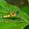 Monkey grasshopper