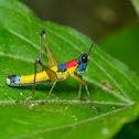 Monkey grasshopper