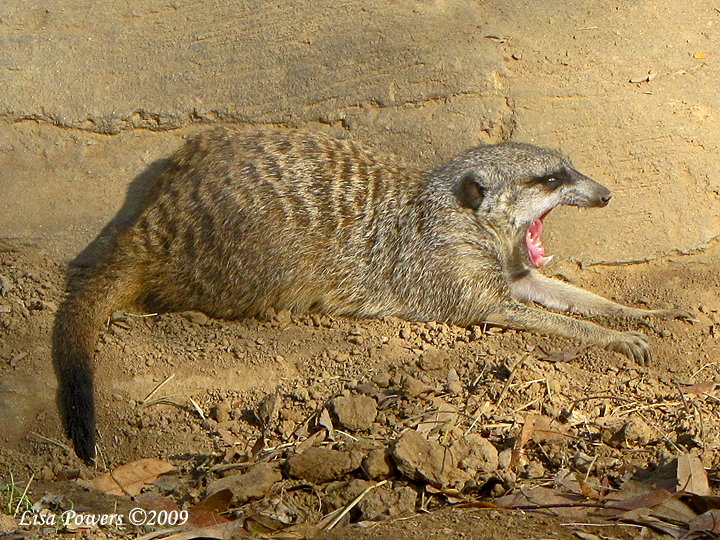 Meerkat - Nashville Zoo