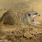 Meerkat - Nashville Zoo