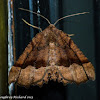 Geometrid moth