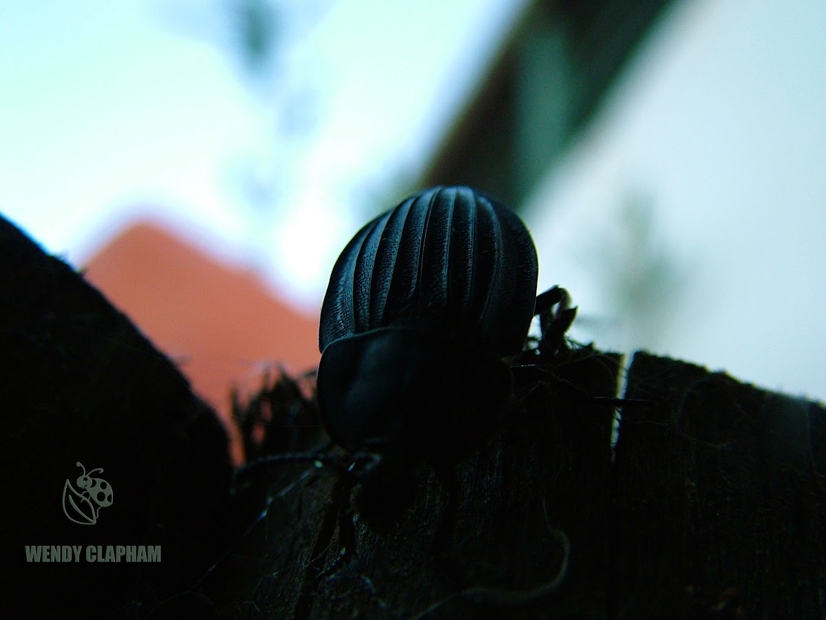 Tar Darkling Beetle
