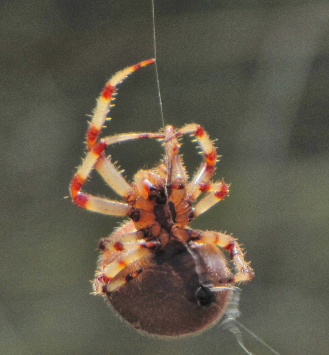 Shamrock Orb Spider