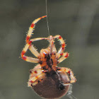 Shamrock Orb Spider