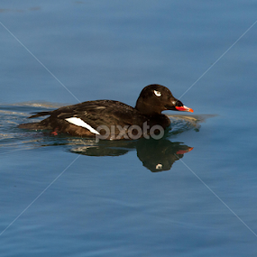 White-Winged Scoter by Robert Huebner - Animals Birds