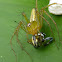 A Lynx spider with breakfast