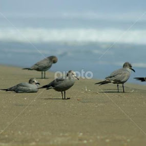 Pajaritos 2 by Rodrigo Alfageme FC - Animals Birds