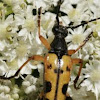 Strangalia maculata