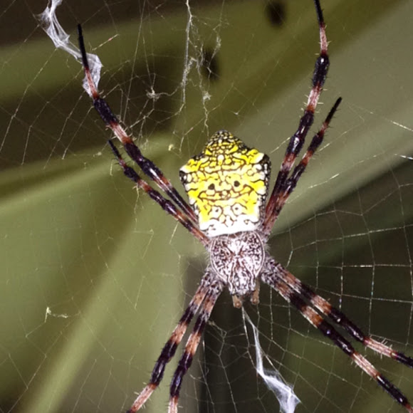 Hawaiian Garden Spider Project Noah