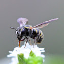 Leaf-cutter Bee