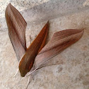 Sphinx Moth
