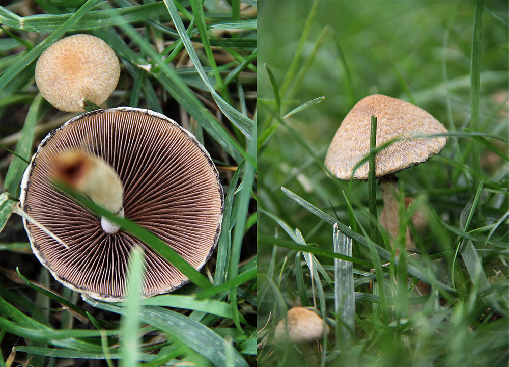 Psathyrella velutina