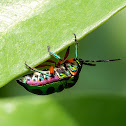 Green Jewel Bug