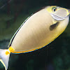 Orangespine unicornfish