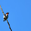 grey-sided flowerpecker