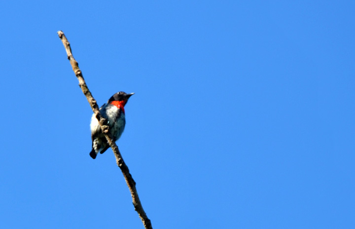 grey-sided flowerpecker