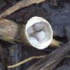 Birds nest fungus