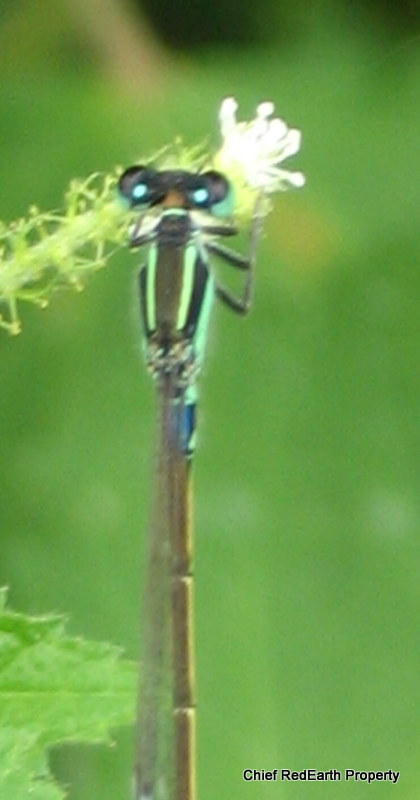 Aurora bluetail (Golden dartlet)