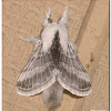Large Tolype Moth