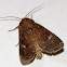 Thoughtful Apamea Moth