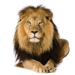 Kruger Sightings.apk 2.0.1