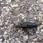 Oil Beetle