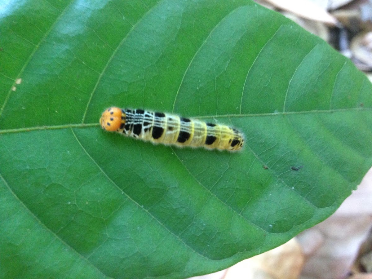 Orange Awlet Catterpillar