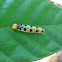 Orange Awlet Catterpillar