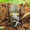 Two-spotted Cricket