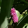 Bromélia (Bromeliad)