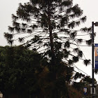 Bunya-Bunya Tree