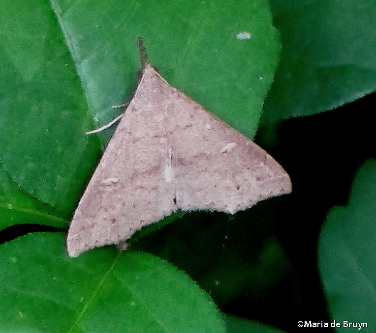 Litter moth