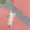 Fall Webworm Moth Caterpillar