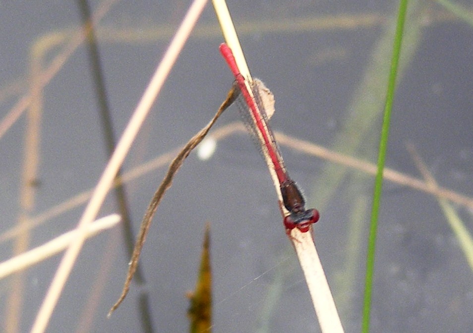 Small Red Damselfly