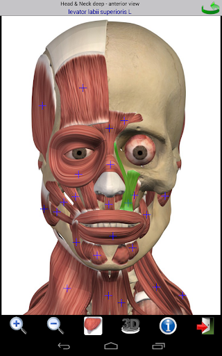 【免費醫療App】Visual Muscles 3D-APP點子